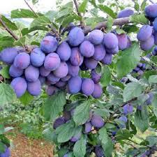 Vocne sadnice od proizvodjaca-akcija!