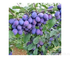 Vocne sadnice od proizvodjaca-akcija!