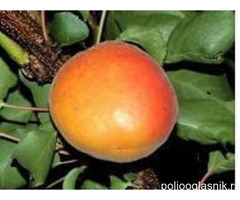 Vocne sadnice od proizvodjaca-akcija!