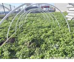 PVC cevi za plastenik