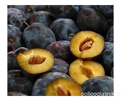 Rezervacije u toku za sadnju voćnih sadnica