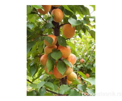 Rezervacije u toku za sadnju voćnih sadnica