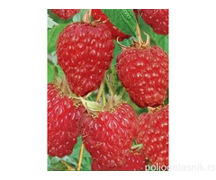 Rezervacije u toku za sadnju voćnih sadnica