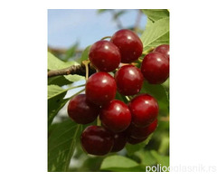 Rezervacije u toku za sadnju voćnih sadnica