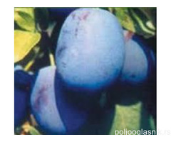 Vocne sadnice od proizvodjaca-akcija!