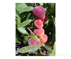 Vocne sadnice od proizvodjaca-akcija!