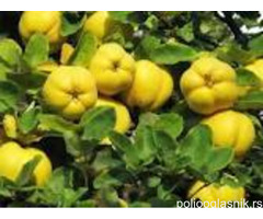 Vocne sadnice od proizvodjaca-akcija!