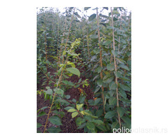 Vocne sadnice od proizvodjaca-akcija!