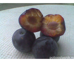 Vocne sadnice od proizvodjaca-akcija!