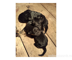 Prodaju se stenad Tibetanskog Mastifa sampionskog porijekla