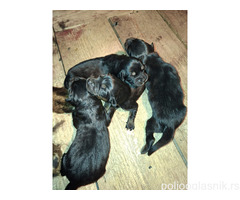 Prodaju se stenad Tibetanskog Mastifa sampionskog porijekla