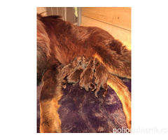 Prodaju se stenad Tibetanskog Mastifa sampionskog porijekla