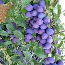 Vocne sadnice od proizvodjaca-akcija!