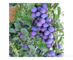 Vocne sadnice od proizvodjaca-akcija!