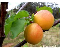 Sadnice kajsije - Zaklopacka ruza, Keckemetska ruza, Novosadska rodna...