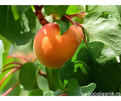 Sadnice kajsije - Zaklopacka ruza, Keckemetska ruza, Novosadska rodna...