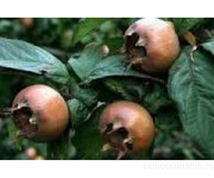 Vocne sadnice od proizvodjaca-akcija!