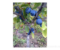 Vocne sadnice od proizvodjaca-akcija!