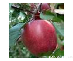 Vocne sadnice od proizvodjaca-akcija!