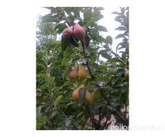 Vocne sadnice od proizvodjaca-akcija!