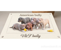 American bully pocket lilac štenci