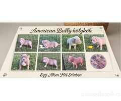 American bully pocket lilac štenci