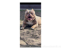 American bully pocket lilac štenci