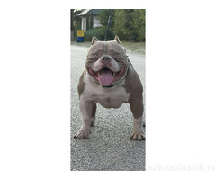 American bully pocket lilac štenci