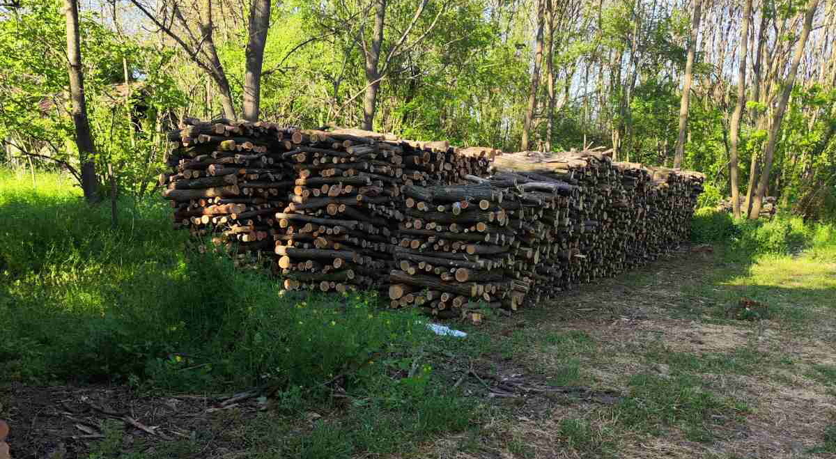 Prodajem ogrevno drvo (bagrem) 140 m3