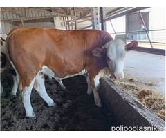 Junice Simentalske rase