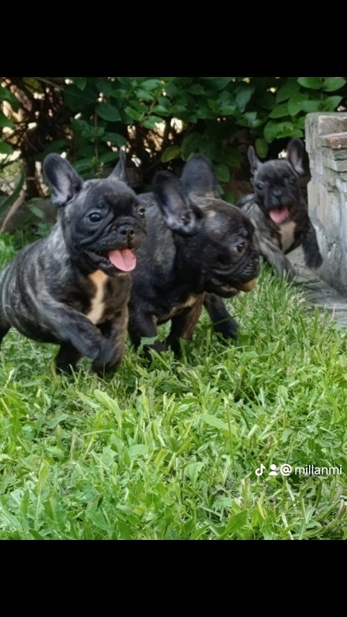 Francuski buldog