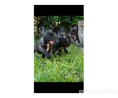 Francuski buldog