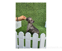 Francuski buldog