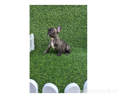 Francuski buldog