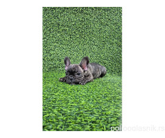 Francuski buldog