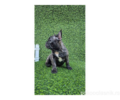 Francuski buldog