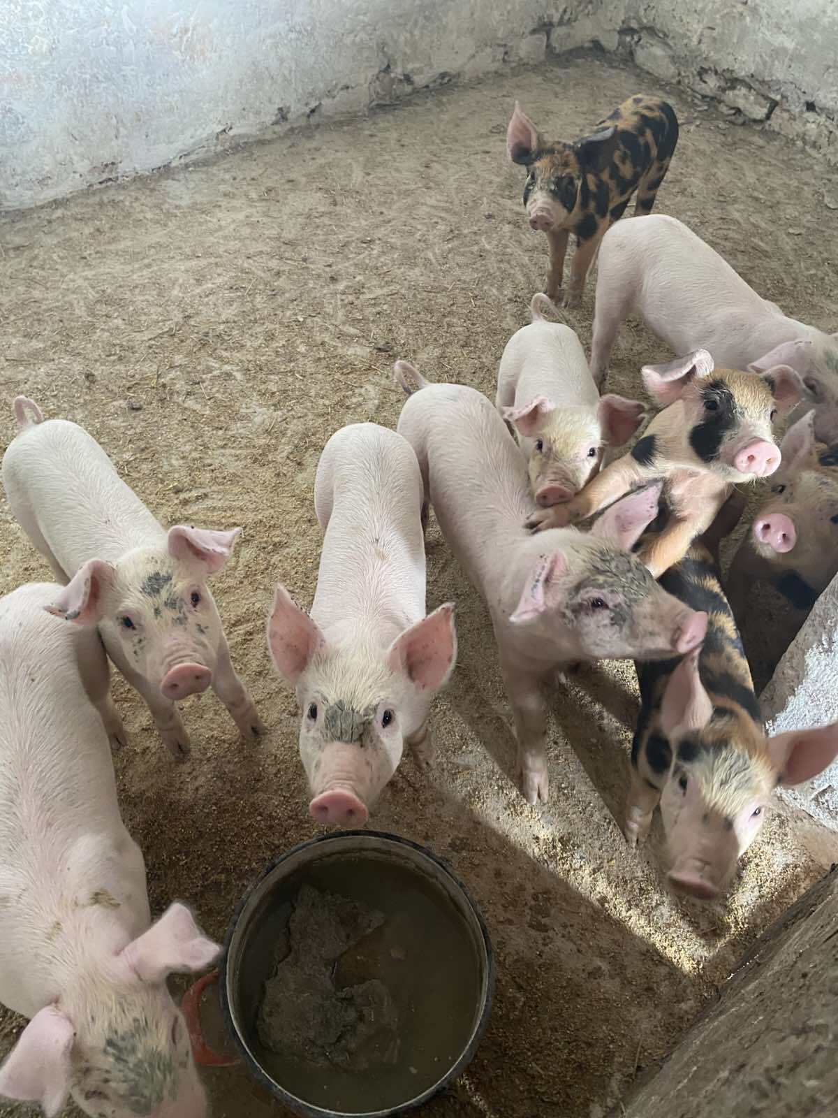 Prasići i tovljenici na prodaju!