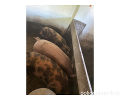 Prasići i tovljenici na prodaju!