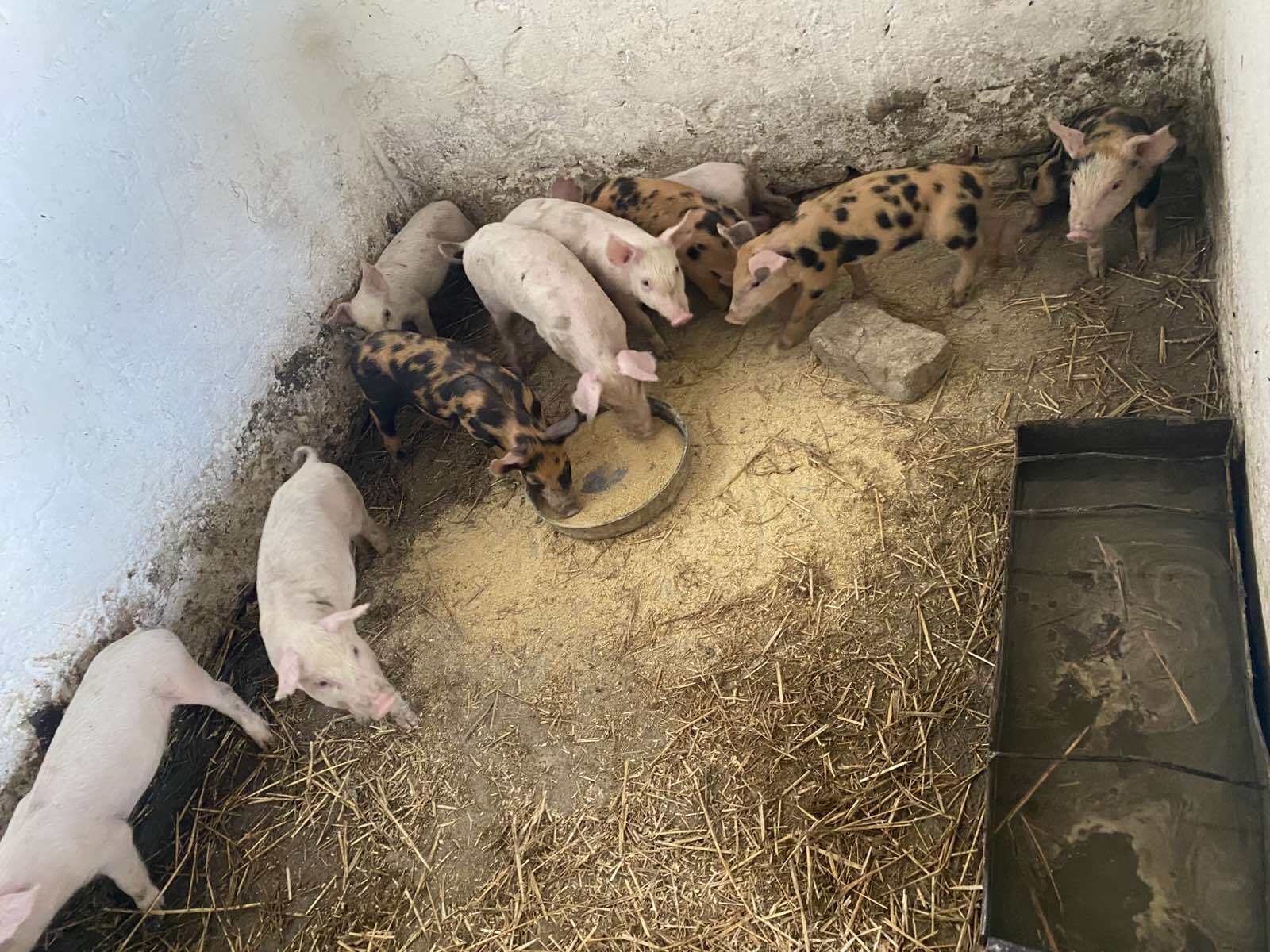 Prasići na prodaju!