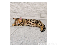 MMaestro_bengal macici