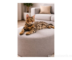 MMaestro_bengal macici