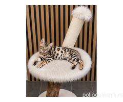 MMaestro_bengal macici