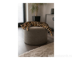 MMaestro_bengal macici