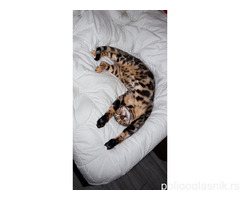 MMaestro_bengal macici